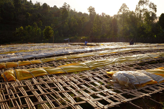 Discover the Exceptional Taste of Goro Bedesa: A Journey into Ethiopian Coffee Craftsmanship